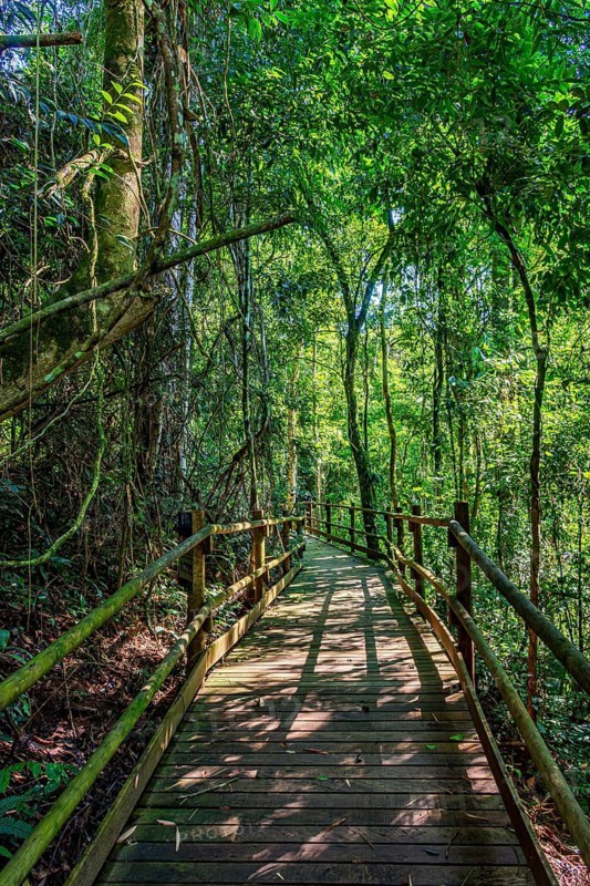 Wooden suspended path through the vegetation of the preserved rainforest in Ilhabela Ilhabela, Sao Paulo, Brazil