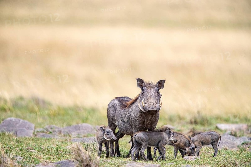 Warthog (Phacochoerus aethiopicus) Masai Mara Kenya