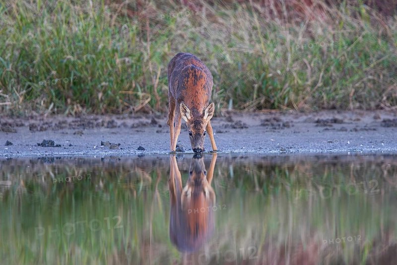 Roe deer (Capreolus capreolus), close-up, female standing on the shore of a lake, reflected in the water and drinking, Baden-Württemberg, Germany