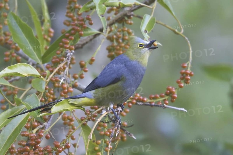 Long-tailed Silky-flycatcher (Ptiliogonys caudatus), Costa Rica