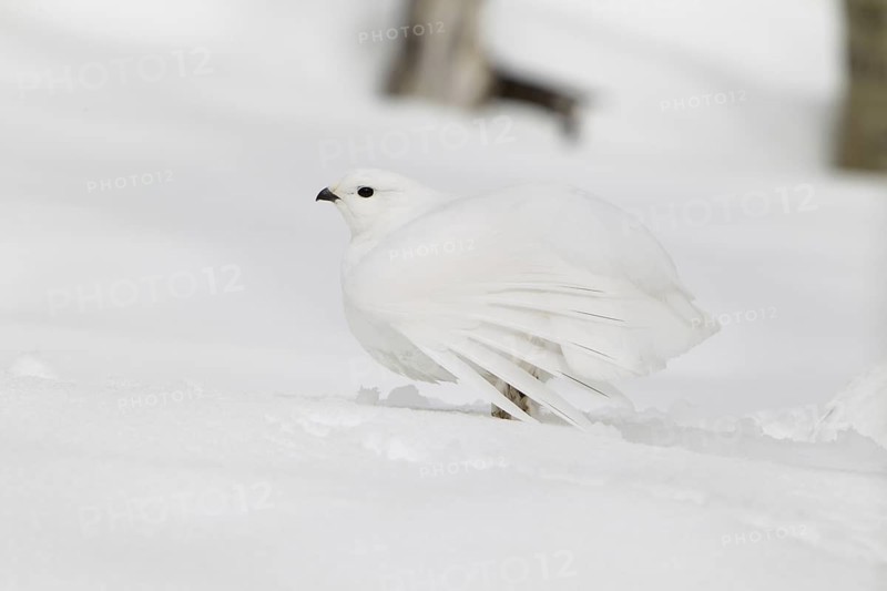 White-tailed Ptarmigan (Lagopus leucura), California, USA