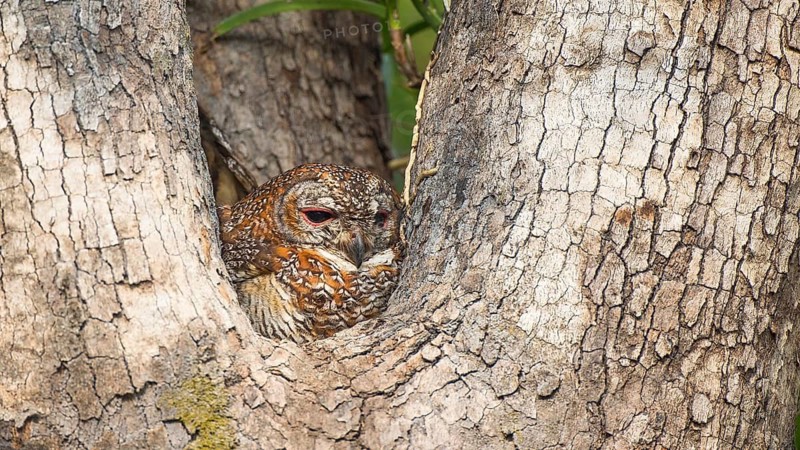 Mottled Wood Owl (Strix ocellata), Tadoba National Park, India