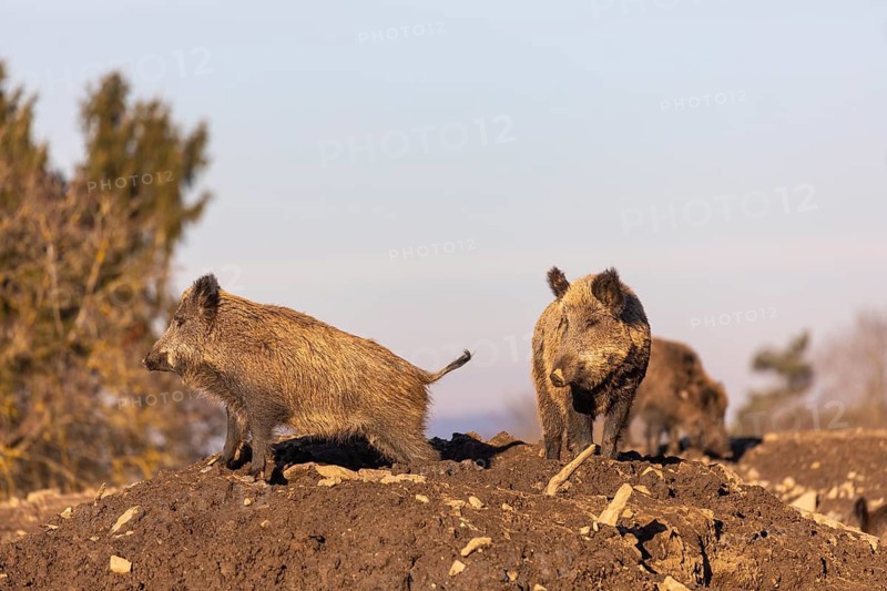 Three wild boar or wild pig (Sus scrofa) standing on a small hill on an opening. First sweet morning light