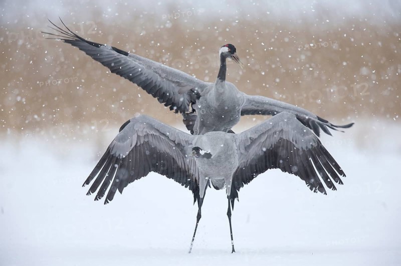Common cranes (Grus grus), Mecklenburg-Vorpommern, driving snow, Germany