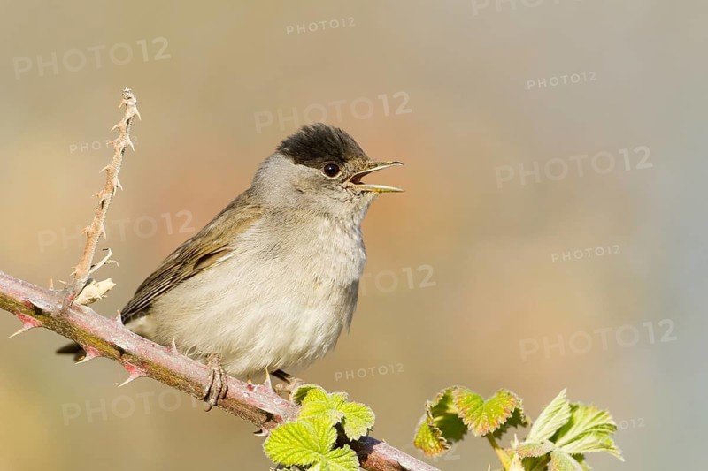 Eurasian Blackcap (Sylvia atricapilla) male singing from a branch, Baden-Wuerttemberg, Germany