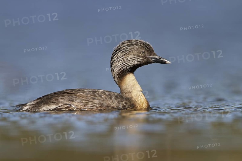 Hoary-headed Grebe (Poliocephalus poliocephalus), New South Wales, Australia