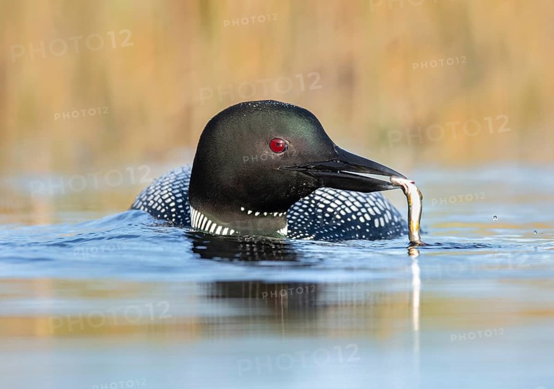 Great Northern Loon (Gavia immer) with fish prey in beak, British Columbia, Canada