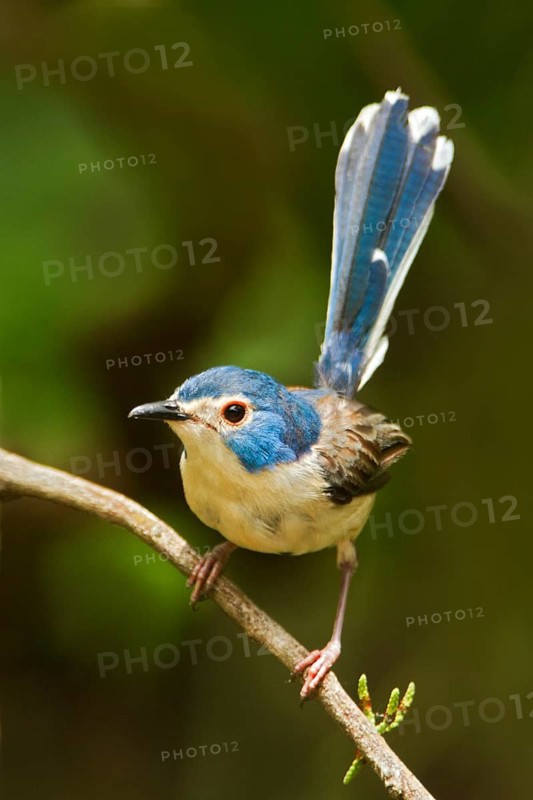 Lovely Fairywren (Malurus amabilis) female, Queensland, Australia