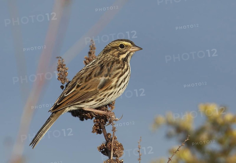 Savannah Sparrow (Passerculus sandwichensis), Ohio, USA