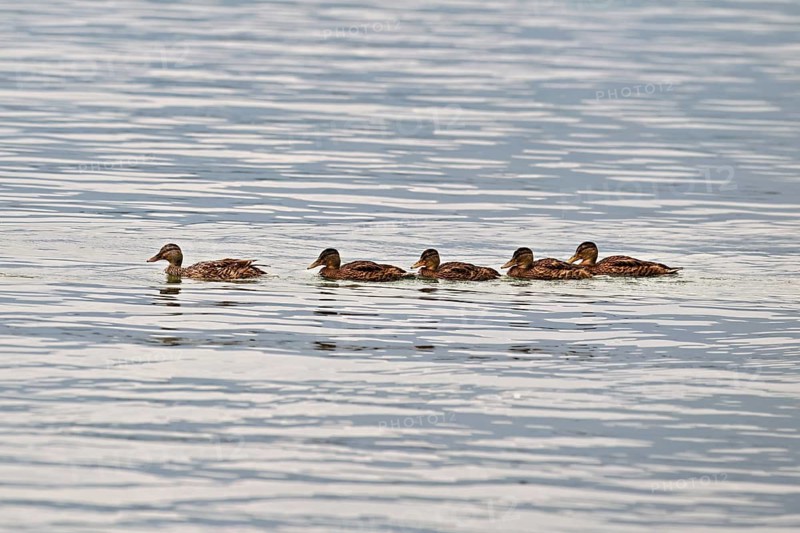 Mallard, (Anas platyrhynchos), female juvenile wings swimming in a row in Lake Zug, Canton Zug, Switzerland