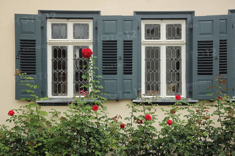 House façade with two grey windows, window shutters, rose bush with red roses, former Gasthaus Krone, Walluf, Rheingau, Taunus, Hesse, Germany