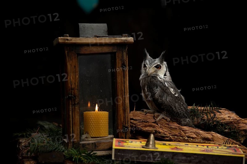 Southern White-faced Owl (Ptilopsis granti) captive, Germany