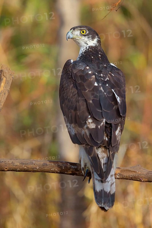African Hawk-eagle, Acacia eagle, (Aquila spilogaster), perch, Tendaba camp / Tendaba photo hid, Kwinella, South Bank, Gambia