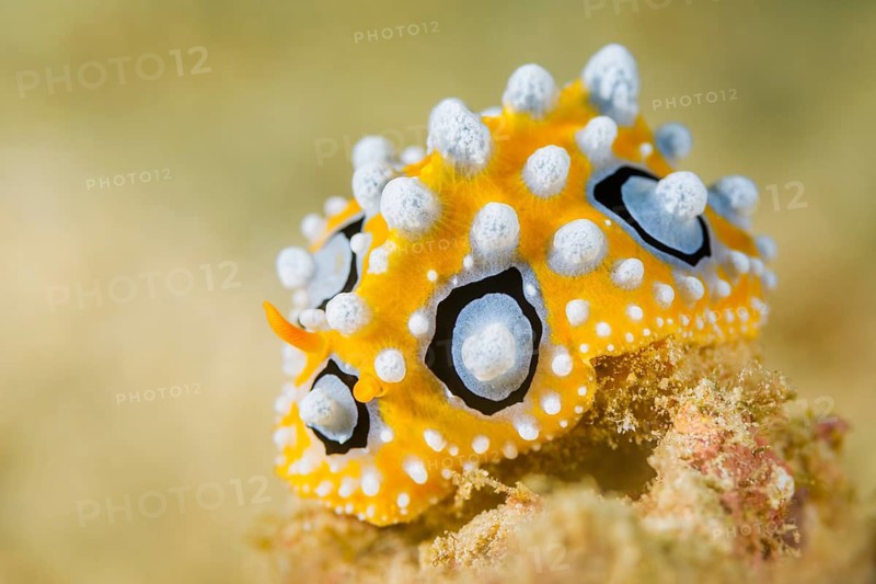 Ocellus Warzenschnecke, Phyllidia ocellata Ocellated Phyllidia, Phyllidia ocellata
