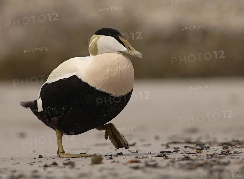 Common Eider (Somateria mollissima) male, Schleswig-Holstein, Germany