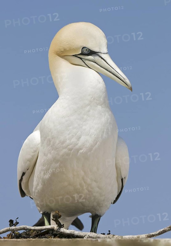 Northern Gannet (Morus bassanus), Quebec, Canada