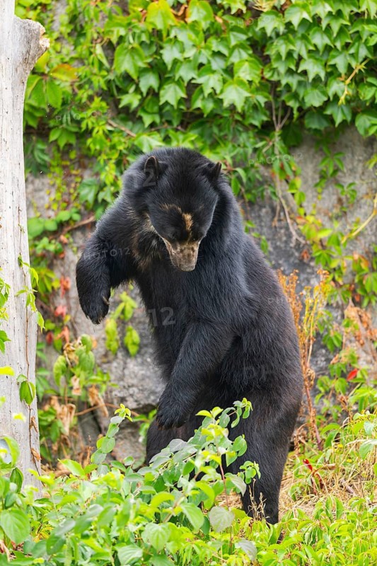 American black bear (Ursus americanus), climbing an old tree trunk, captive, Bavaria, Germany
