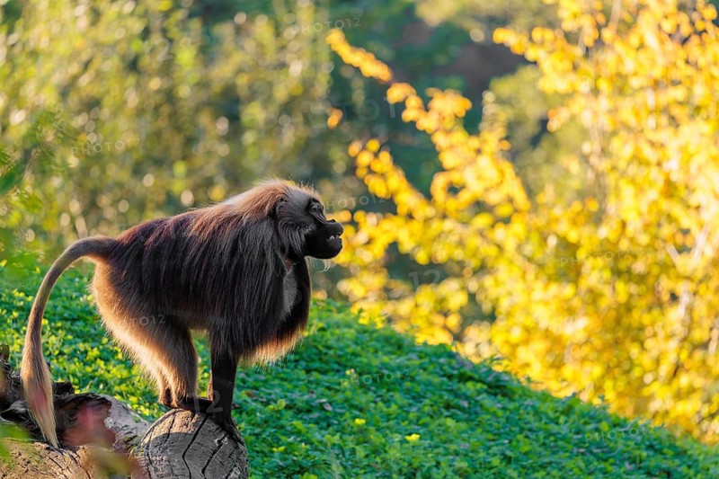 An adult male gelada (Theropithecus gelada), or bloodheart monkey, stands in beautiful light on a green meadow. A green and yellow forest can be seen in the background