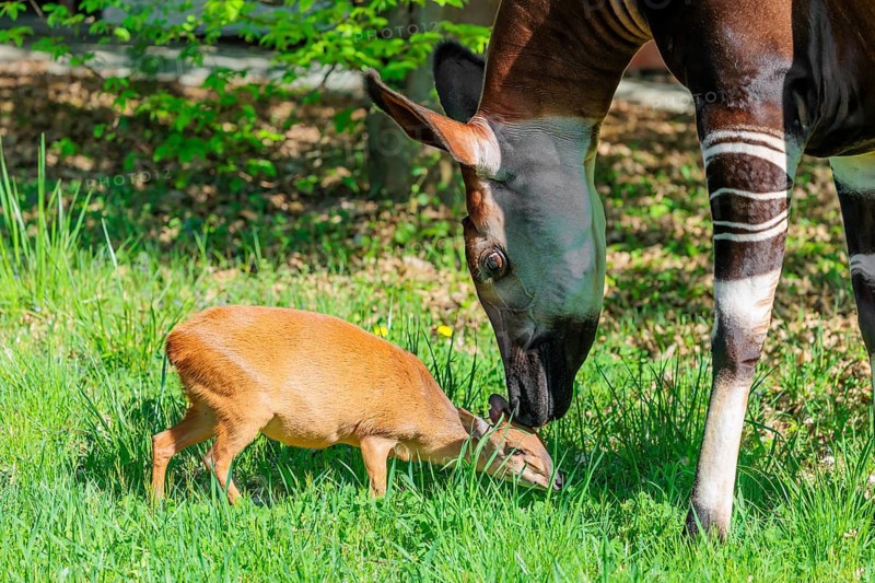 Best friends. An okapi (Okapia johnstoni) licks a Red Forest Duiker (Cephalophus natalensis) on a green meadow on a sunny day