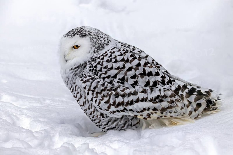 Snowy owl, white owl, Arctic owl (Bubo scandiacus, Strix scandiaca) female in the snow on the tundra in winter, Scandinavia