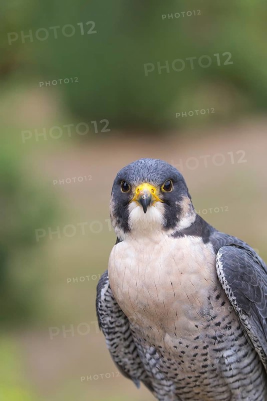 Portrait of an adult Peregrine falcon, Falco peregrinus peregrinus