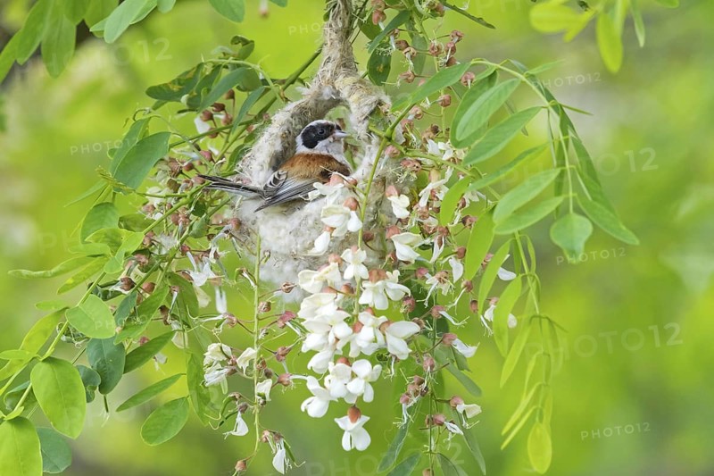 Penduline Tit, (Remiz pendulinus), Rémiz penduline, animals, birds, tits, family of Penduline Tits, Lake Neusiedl, Illmitz, Burgenland, Austria