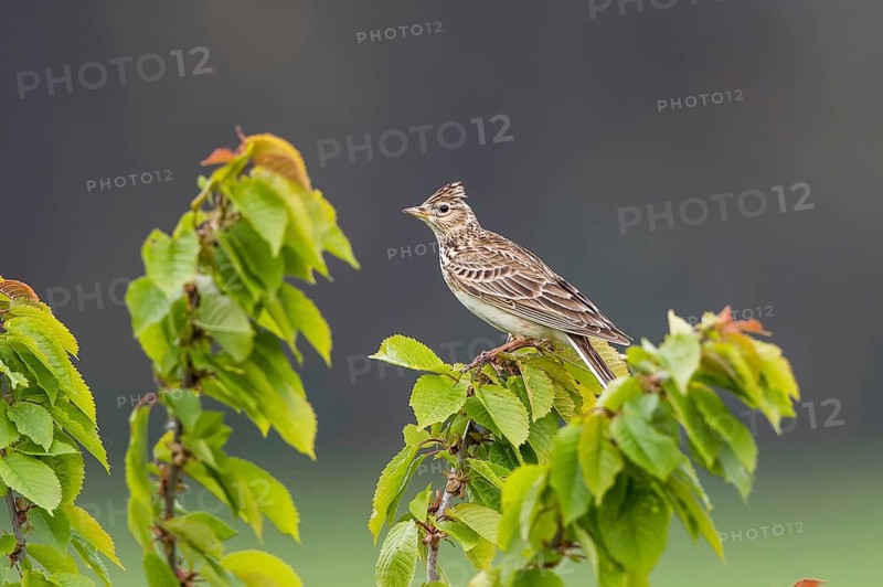 Eurasian Skylark (Alauda arvensis) perched on a branch, Mecklenburg-Western Pomerania, Germany