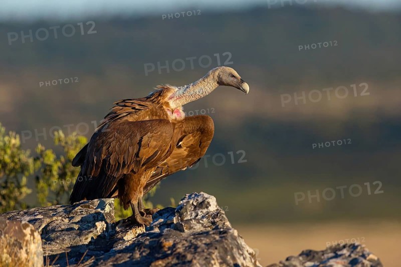Griffon Vulture, Eurasian Griffon Vulture, Griffon Vulture, Eurasian Griffon, (Gyps fulvu), Vautour fauve, Buitre Leonado, Hides De Calera / Valley Hide, Calera Y Chozas, Castilla La Mancha / Toledo, Spain