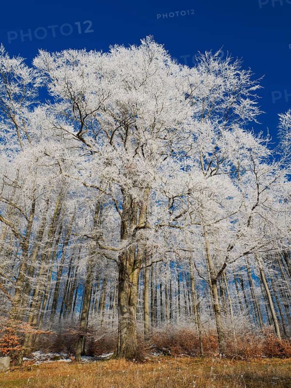 Beech woodland (Fagus sylvatica), covered in hoarfrost against a deep blue sky in winter, beside Breuna, North Hesse, Germany