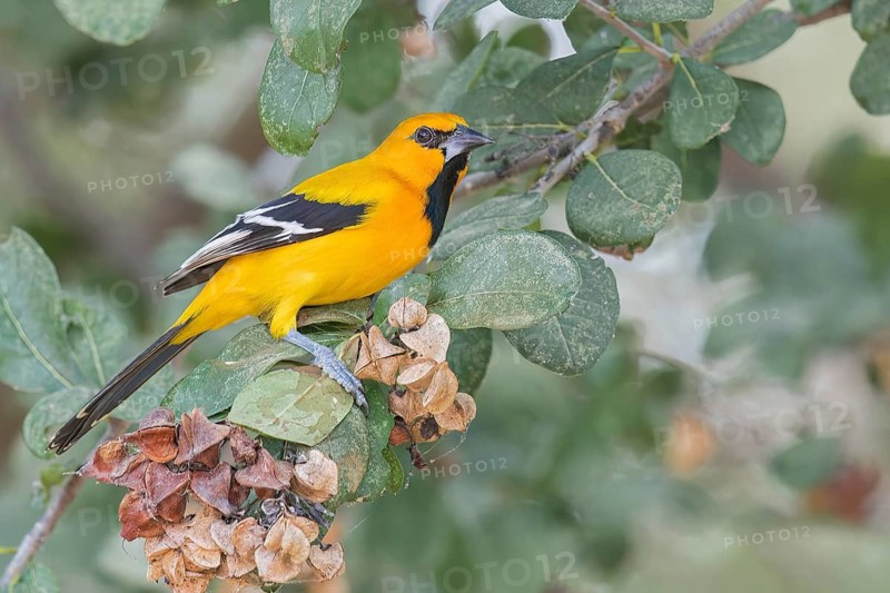 Yellow Oriole (Icterus nigrogularis) perched on a branch in Colombia, South America