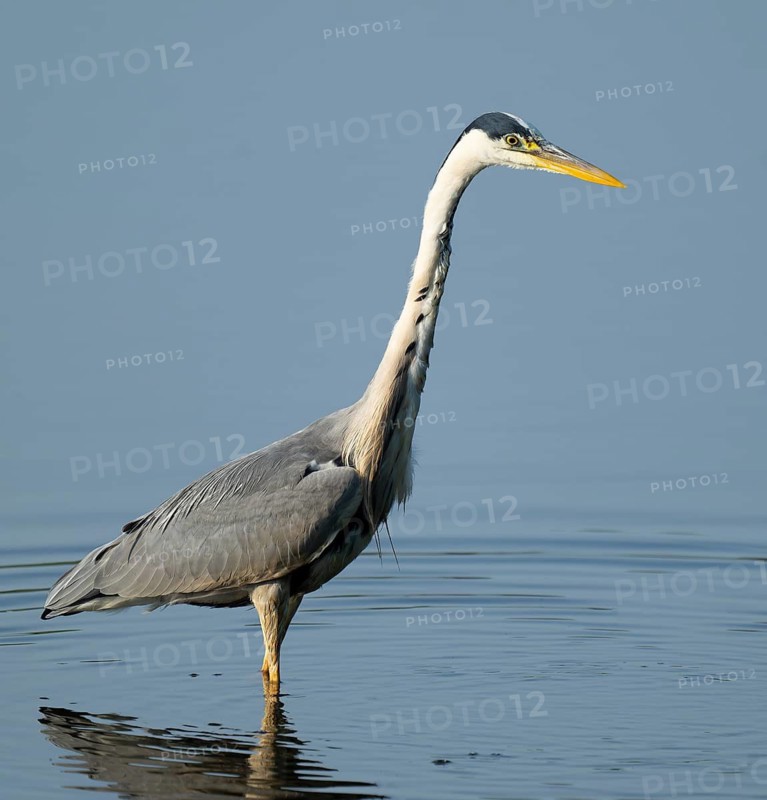 Grey heron (Ardea cinerea) foraging in the shallow water zone of a lake, blue water, Lower Saxony, Germany
