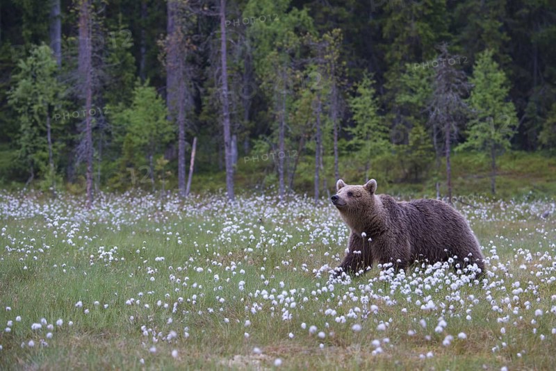 Eurasian Brown Bear (Ursus arctos) standing in white cottongrass forest glade, Finland