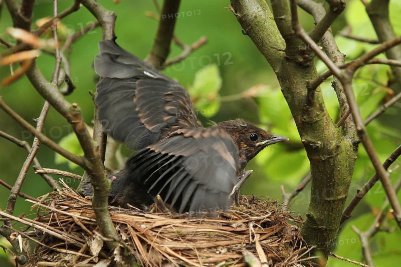 Common Blackbird (Turdus merula) chicks in nest, Lower Saxony, Germany