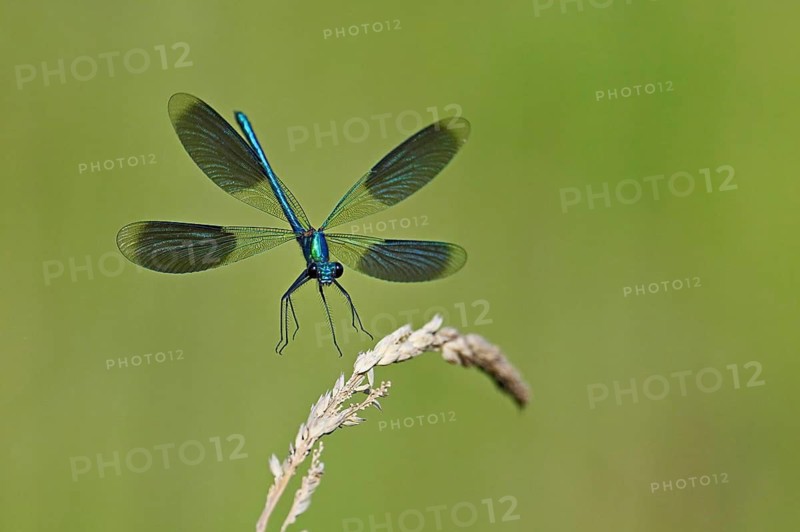 Banded demoiselle (Calopteryx splendens), male approaching a blade of grass, Switzerland