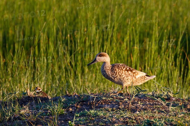 Marbled Duck (Marmaronetta angustirostris), Mallorca, Spain