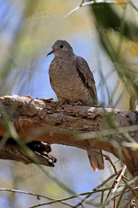 Inca dove (Columbina Inca), adult, on tree, Sonora Desert, Arizona, North America, USA