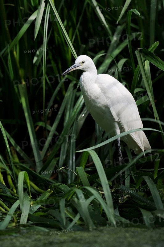Little Egret (Egretta garzetta), Camargue, France