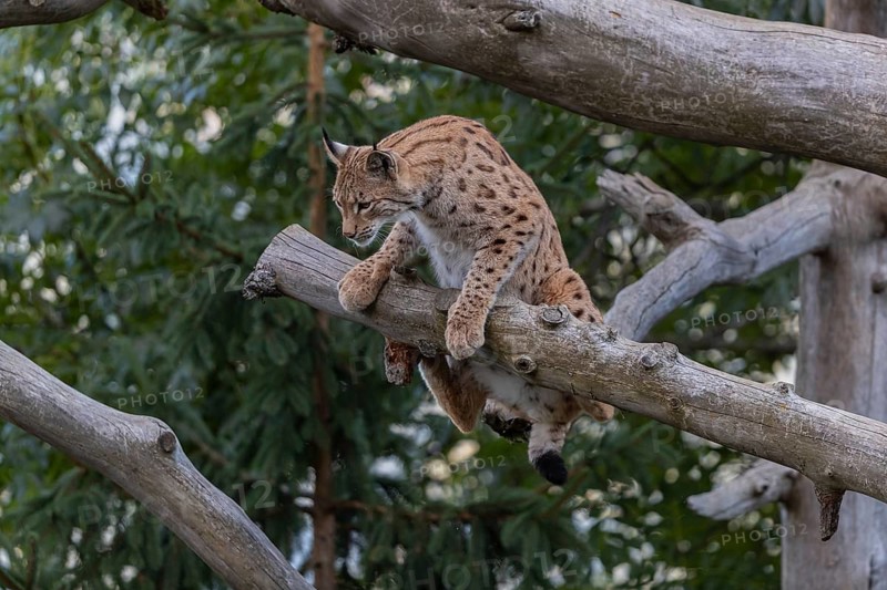 One Eurasian lynx, (Lynx lynx), climbing on a fallen tree, trying to keep the balance. Green vegetation in the background