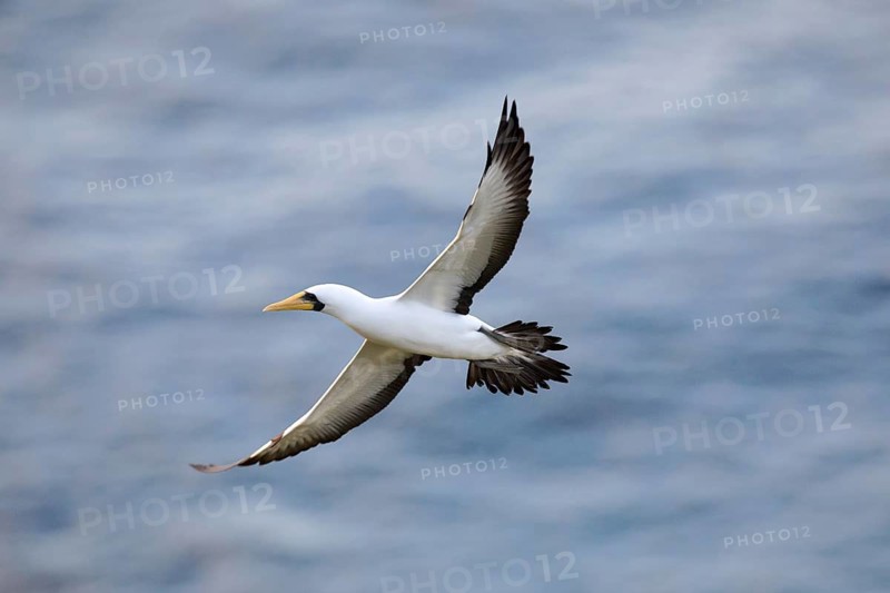 Masked Booby (Sula dactylatra tasmani) flying, Norfolk Island