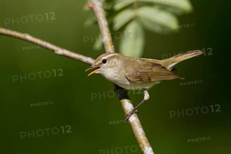 Greenish Warbler - Grünlaubsänger - Phylloscopus trochiloides