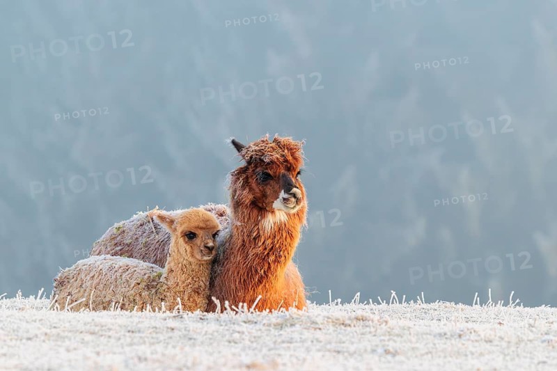 Alpaca (Vicugna pacos), mother and her young, brown animal, white animal, adult animal, female animal, resting, side by side, frost-covered meadow, hilly terrain, forest, fog, winter, snow, minus 15 °C, farm animal, Slovakia
