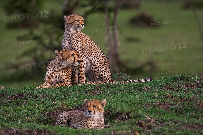 Cheetah (Panthera pardus), South Africa