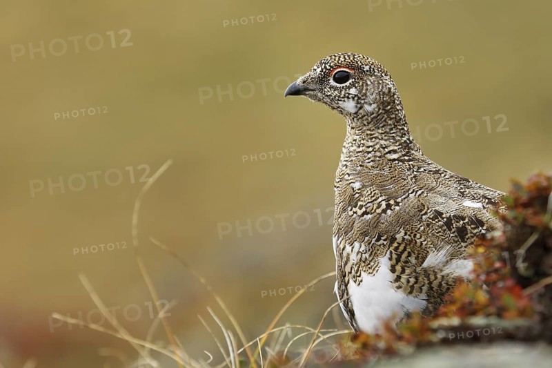 Rock Ptarmigan (Lagopus muta), Tyrol, Austria