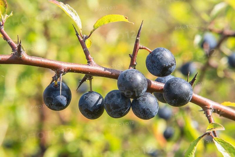 Blackthorn (Prunus spinosa), branch with fruit in Ystad, Skåne County, Sweden, Scandinavia