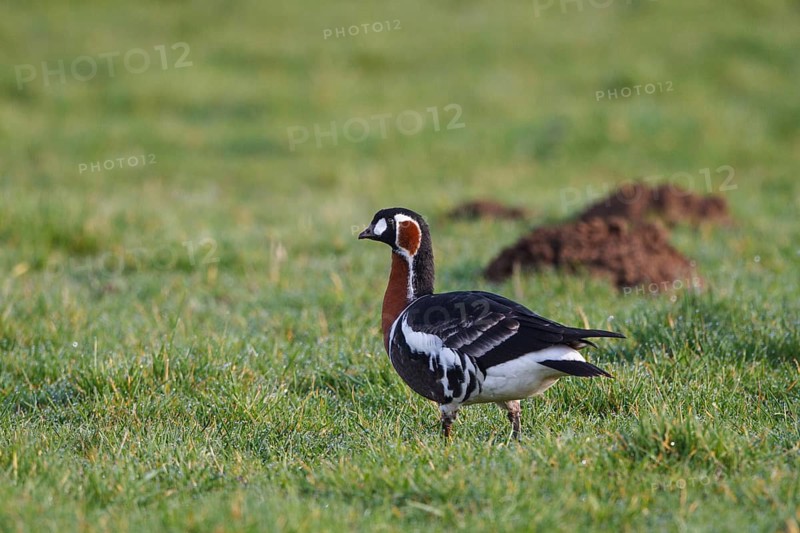 Red-breasted Goose (Branta ruficollis), North Rhine-Westphalia, Germany