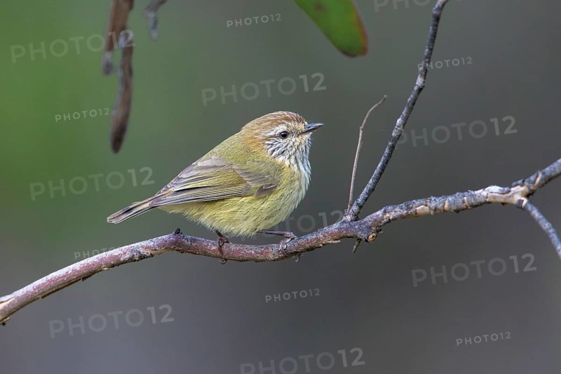 Striated Thornbill (Acanthiza lineata), Victoria, Australia