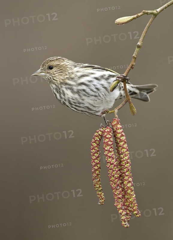 Pine Siskin (Spinus pinus), British Columbia, Canada