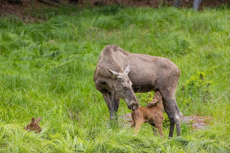 Two baby moose or elk. One of them getting suckled by their mother, Alces alces, (19 days old, born May 8, 2020). Standing on a meadow with fresh green grass
