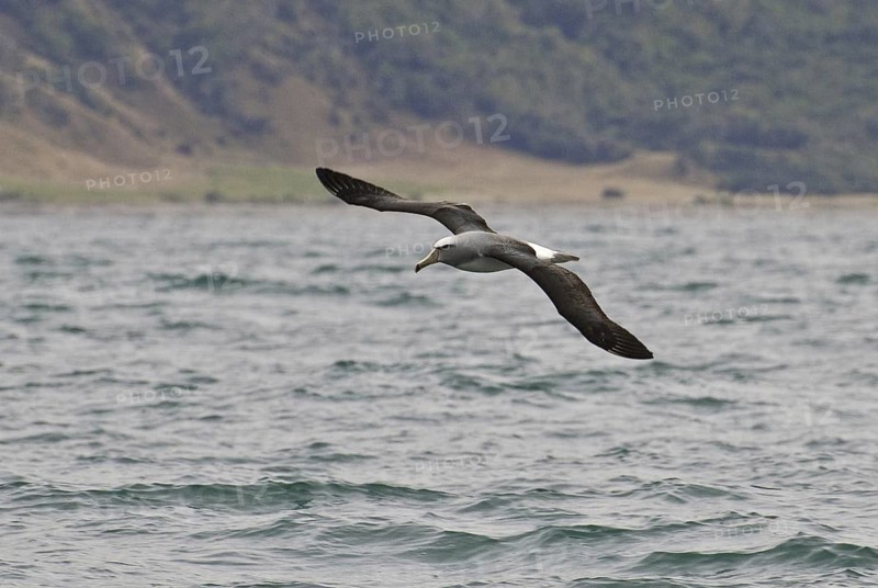 Salvin's Albatross (Thalassarche salvini), New Zealand