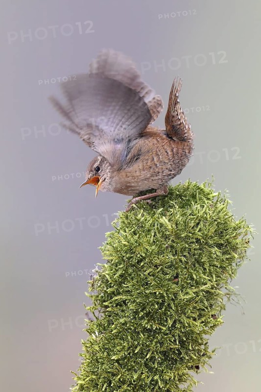 Eurasian Wren (Troglodytes troglodytes) singing, Bern, Switzerland